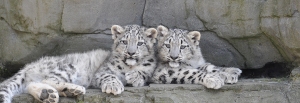 Leopard-cubs-1185